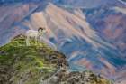 Dall Sheep Ram On Rock Outcrop That Overlooks Polychrome Mountains Of Alaska Range In Denali Alaska. Art Print