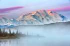 Trumpeter Swan Swims Amidst Morning Fog Over Calm Waters Of Wonder Lake At Sunrise, Denali Alaska. Art Print