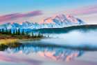 Trumpeter Swan Swims Amidst Morning Fog Over Calm Waters Of Wonder Lake At Sunrise, Denali Alaska. Art Print