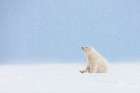 Polar Bear Cub Of The Year Sits In The Snow Watching Snowflakes Fall, Arctic, Alaska Art Print