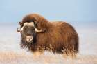 Muskox Stands On The Snowy Tundra Of Alaskas Arctic North Slope. Art Print