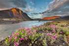 Midnight Sunset Over Dwarf Fireweed, Or River Beauty, Along Marsh Fork Of Canning River In Alaska. Art Print