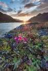 Midnight Sunset Over Dwarf Fireweed, Or River Beauty, Along Marsh Fork Of Canning River In Alaska. Art Print