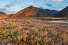 Dwarf Fireweed, Or River Beauty, Along Marsh Fork Of Canning River In Arctic National Alaska. Art Print