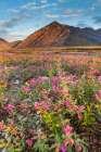 Dwarf Fireweed, Or River Beauty, Along Marsh Fork Of Canning River In Arctic National Alaska. Art Print