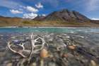 Caribou Antlers In Marsh Fork Of Canning River In Arctic National Wildlife Refuge, Brooks Alaska. Art Print