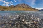 Caribou Antlers In Marsh Fork Of Canning River In Arctic National Wildlife Refuge, Brooks Alaska. Art Print