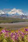 Dwarf Fireweed In Pink Summer Bloom In Foreground With Summit Of Denali In Distance, Viewed Alaska. Art Print