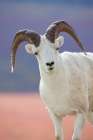 Dall Sheep Ram Portrait, Denali National Park, Interior, Alaska. Art Print