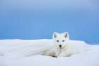 Arctic Fox In White Winter Coat Rests In A Snowdrift Along A Lake In Alaskas Arctic North Slope. Art Print