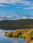 Trumpeter Swans Swim In Wonder Lake, With Summit Of Denali, North Americas Largest Mountain Alaska. Art Print