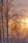 Golden Morning Sunshine Lights Frosted Branches Of Birch Trees In Winter Boreal Forest In Alaska. Art Print