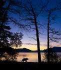 Brown Bear Walks Along The Beach Of Naknek Lake At Dawn In Katmai National Park, Southwest, Alaska. Art Print
