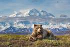 Young Grizzly Bear Rests Along The Spring Tundra In Front Of Denali, Denali National Park, Alaska. Art Print