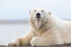Polar Bear Rests Along The Shore Of A Barrier Island In The Beaufort Sea, Arctic Alaska. Art Print