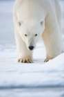 Polar Bear On The Beaufort Sea Ice In Arctic, Alaska. Art Print