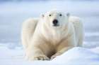 Polar Bear On The Beaufort Sea Ice In Arctic, Alaska. Art Print