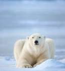 Polar Bear On The Beaufort Sea Ice In Arctic, Alaska. Art Print