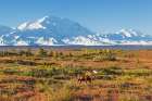 Bull Moose Walks Across The Tundra In Front Of Denali, Denali National Park, Alaska. Art Print