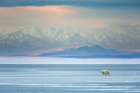 Bear On Sea Ice In The Beaufort Sea, Romanzof Mountains Of The Brooks Range In The Distance Art Print