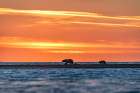 Polar Bear Sow And Cub Walk Along Barrier Island At Sunset In Arctic National Wildlife Alaska. Art Print