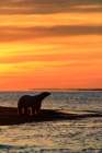 Polar Bear Rim Lit By Orange Morning Sunrise Along A Barrier Island, Beaufort Sea, Arctic, Alaska. Art Print
