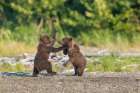 Two Small Brown Bear Spring Cubs Play Fight In Katmai National Park, Alaska Art Print