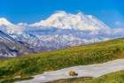 Grizzly Bear, Tundra And Denali, Denali National Park, Alaska Art Print