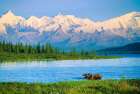 Wonder Lake, Bull Moose Feeds On Vegetation, Alaska Mountains In Distance, Denali National Alaska Art Print