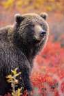 Female Grizzly Bear In Autumn Blueberry Patch In Denali National Park, Alaska. Art Print