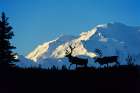 Barren Ground Caribou Prance In Front Of Mount Denali, Denali National Park, Alaska. Art Print