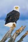 Bald Eagle Perched On Driftwood Along The Shores Of Kachemak Bay, Homer, Alaska. Art Print