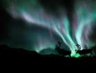 Digital Composite: Bull Caribou Prance In Front Of The Northern Lights, Alaska Art Print