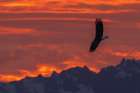 Bald Eagle Flight Silhouette Over The Olympic Mountains At Sunset Art Print