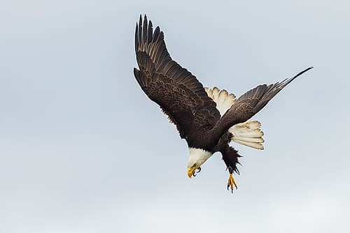 Bald Eagle In Flight, A Quick Dive Upon Spotting A Possible Meal Art Print