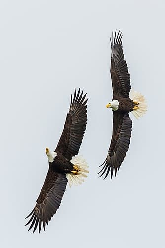 Bald Eagle Pair In Flight, Courtship Art Print