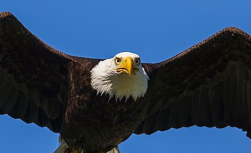 Bald Eagle Flyby Up Close Art Print