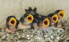 Barn Swallow Chicks, Begging To Be Fed From Nearby Parent Art Print