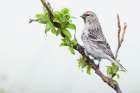 Common Redpoll, Alert Portrait Minimalist Print