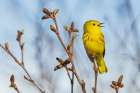 Yellow Warbler, Spring Song In The Sub-Arctic Of Alaska Art Print