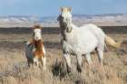 Wild Horses, Mare And Foal At Home In The Sandwash Basin Art Print