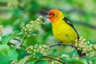 Western Tanager Poses Among Berry Blooms Art Print