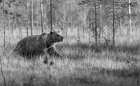 Eurasian Brown Bear Wonders The Forests Of Finland Art Print