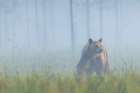 Eurasian Brown Bear, Emrging Out Of The Fog Art Print