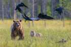 Eurasian Brown Bear, Chasing Ravens While Wolf Watches Art Print