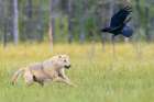 Eurasian Wolf, Chases Raven Away Art Print
