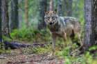 Eurasian Wolf, Alpha Male At Home In The Forest Art Print