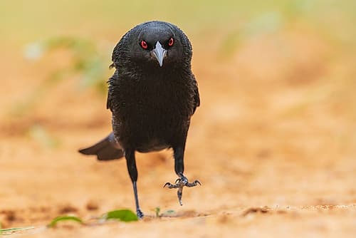 Bronzed Cowbird; Performing His Courtship Display Art Print