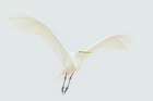 White-On-White, Great Egret Flyby Minimalist Print