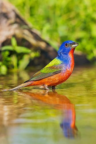 Painted Bunting, Preparing To Take A Bath Art Print